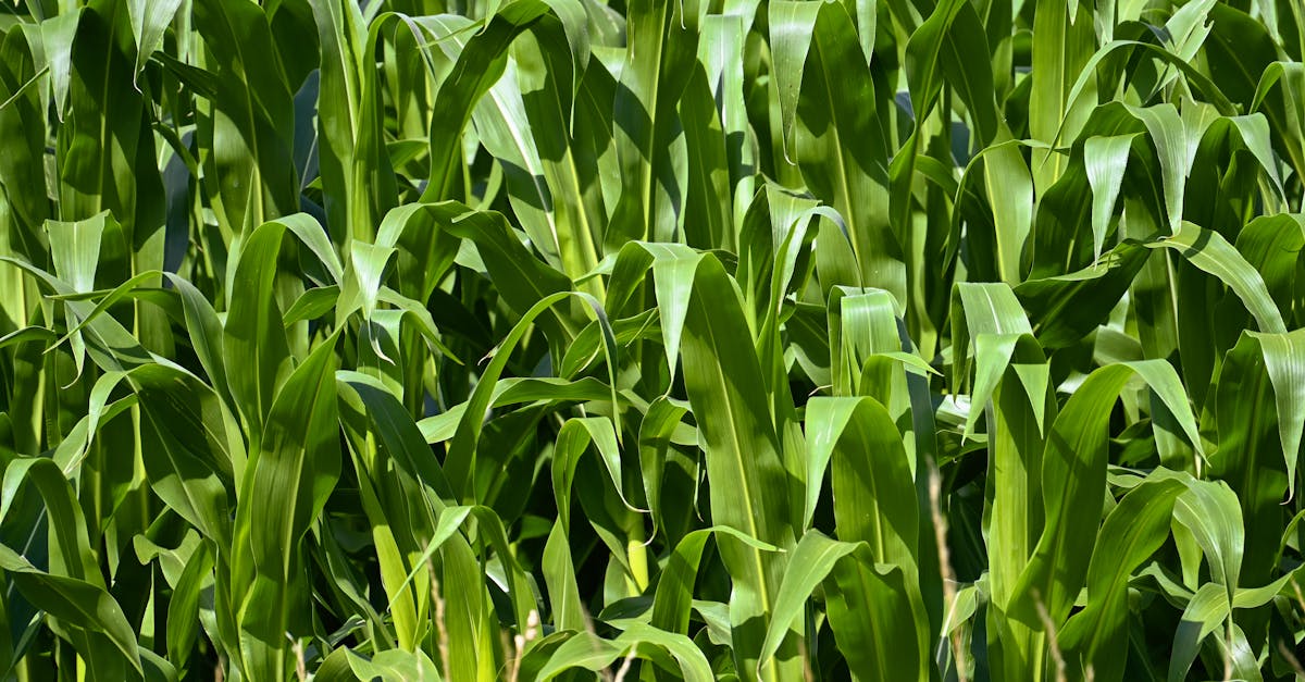 Fertilisants bas carbone : la guerre crée des opportunités