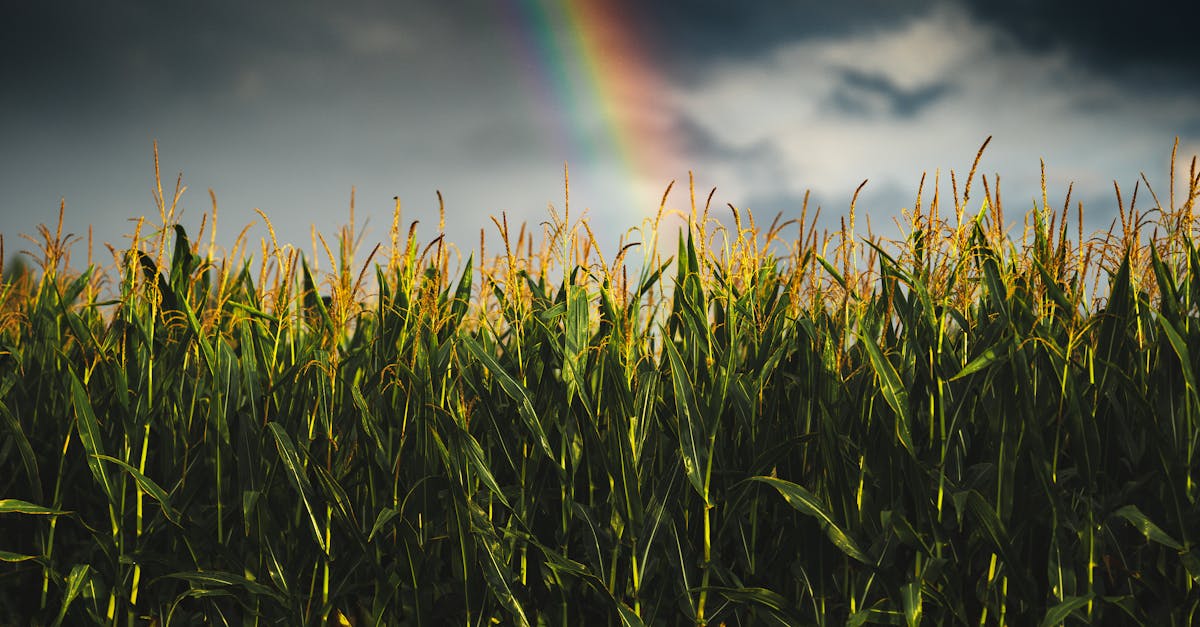 Les produits dérivés climatiques : un bouclier pour l'agriculture et une opportunité d'investissement