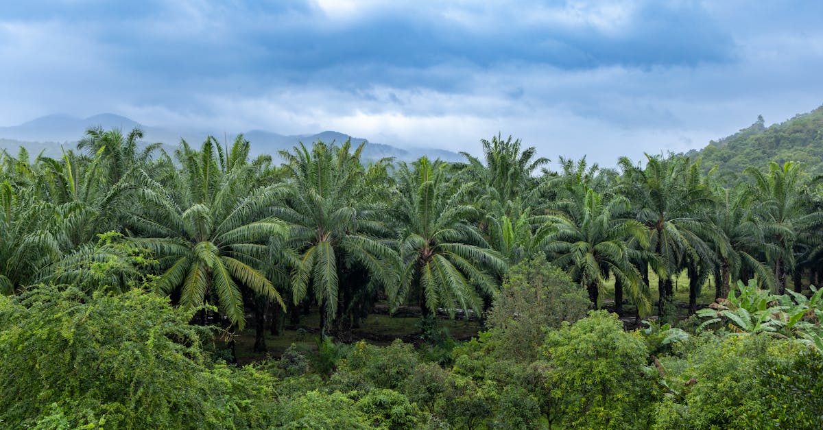 Les enjeux de l'huile de palme et le rôle de l'Indonésie